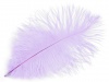 Plunksna stručio šv. violetinė ~20cm