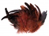 Plunksnos vištos raudonai rudos ~15cm 20vnt