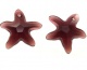 6721 Pakabukas swarovski Starfish 16mm Burgundy(515)